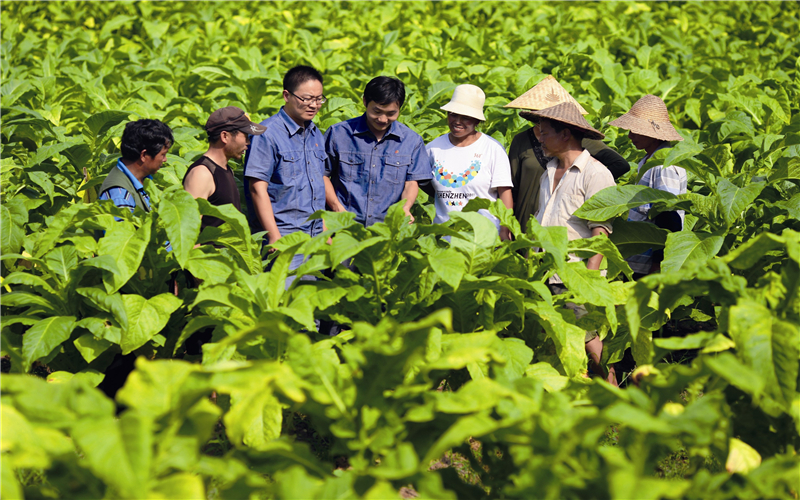 成功簽約紅塔遼寧煙草有限責(zé)任公司-網(wǎng)站制作